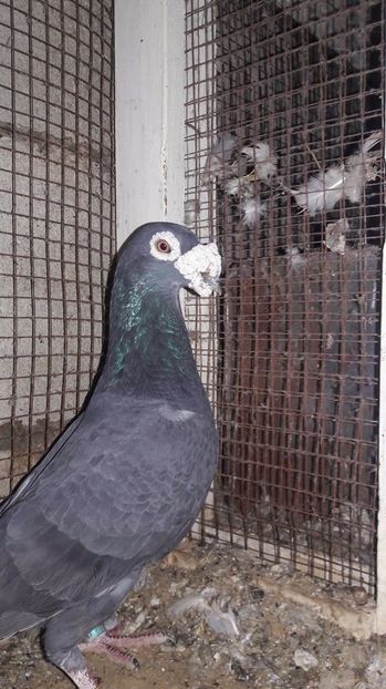 21318996_271355643381281_8096847918821097478_o - V--Album ORIENTATIV 1