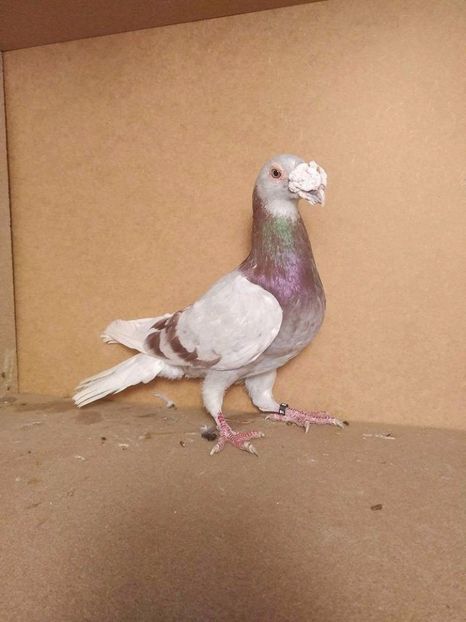  - V--Album ORIENTATIV 1