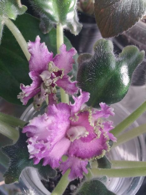 11 oct - ZZ LE Samara