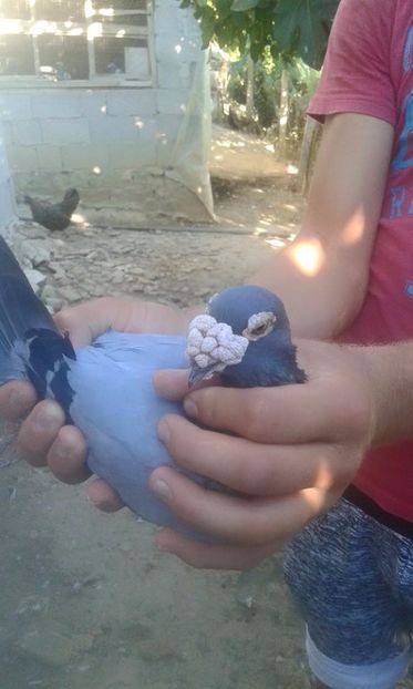  - V--Album ORIENTATIV 1