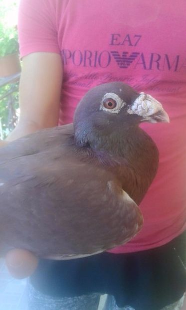  - V--Album ORIENTATIV 1