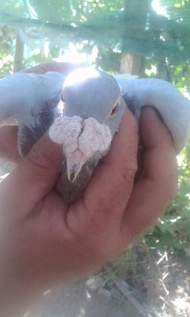  - V--Album ORIENTATIV 1