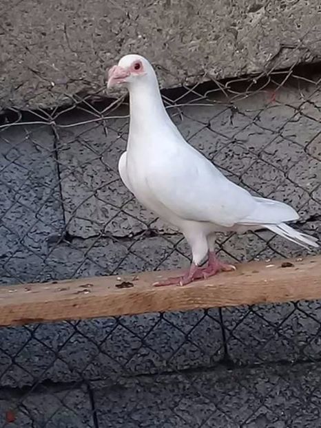  - V--Album ORIENTATIV 1