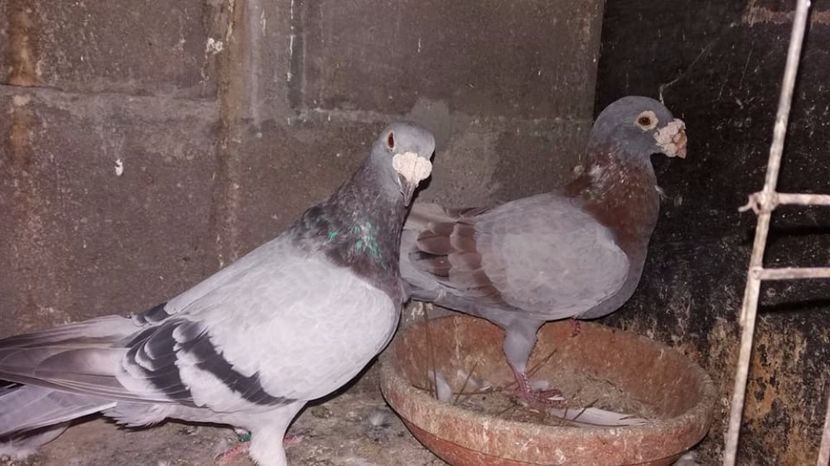  - V--Album ORIENTATIV 1