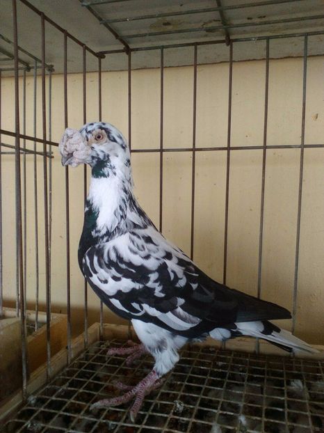 22042154_281498449004530_6096149077121284141_o - V--Album ORIENTATIV 1