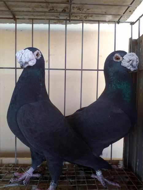  - V--Album ORIENTATIV 1