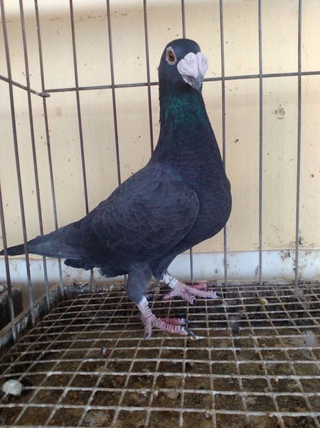  - V--Album ORIENTATIV 1