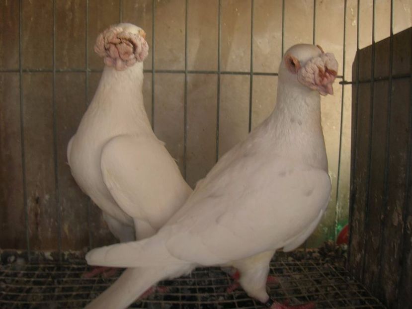  - V--Album ORIENTATIV 1