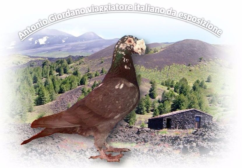  - V--Album ORIENTATIV 1