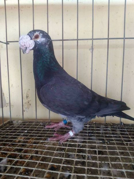  - V--Album ORIENTATIV 1