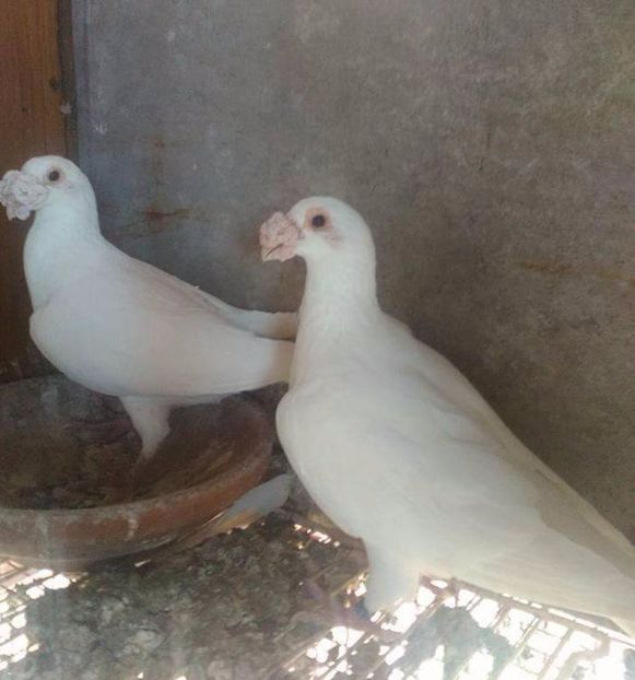  - V--Album ORIENTATIV 1