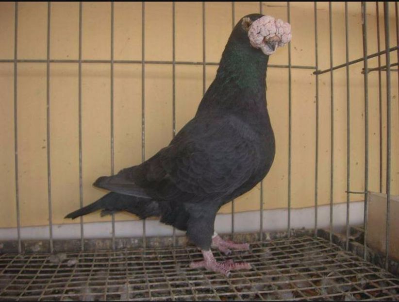  - V--Album ORIENTATIV 1