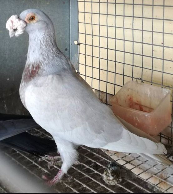  - V--Album ORIENTATIV 1