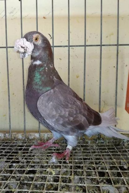  - V--Album ORIENTATIV 1