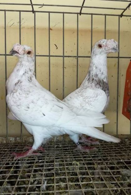  - V--Album ORIENTATIV 1