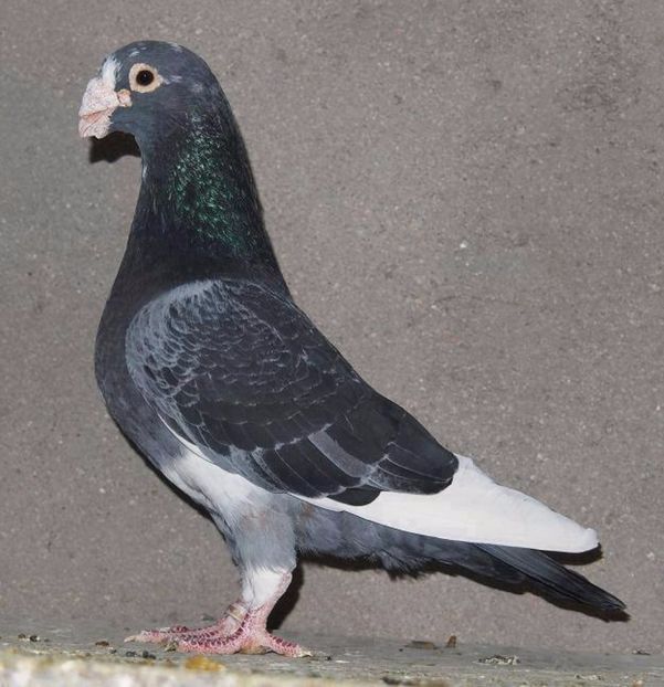  - V--Album ORIENTATIV 1