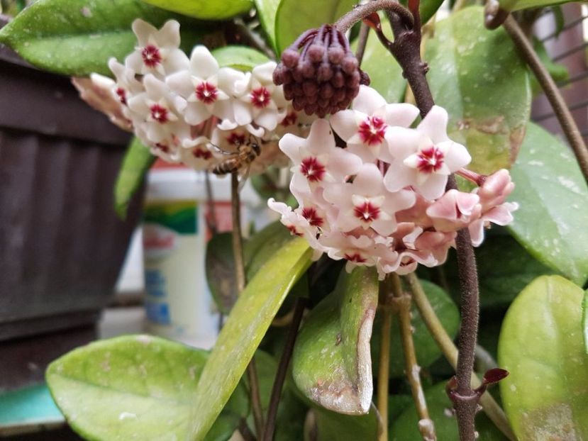 thumbnail (18) - HOYA 2017