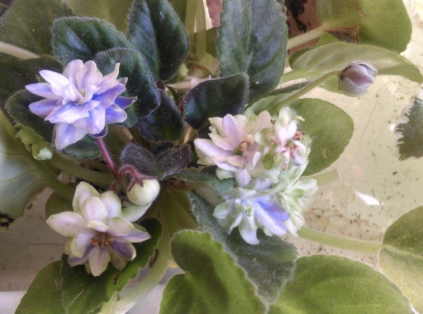  - N Snezhnyj Georgin