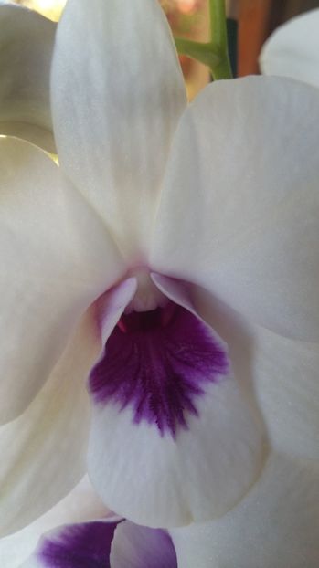  - Dendrobium phalaenopsis