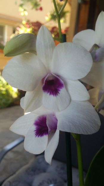  - Dendrobium phalaenopsis