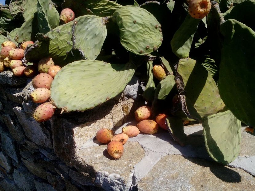  - 2017 Septembrie Vacanta Mykonos