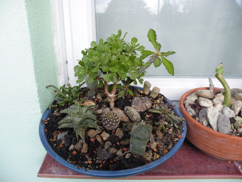  - Colectie suculente