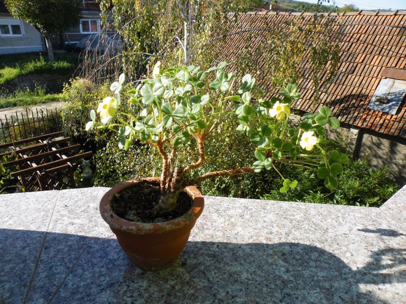  - Colectie caudiciforme- un alt inceput