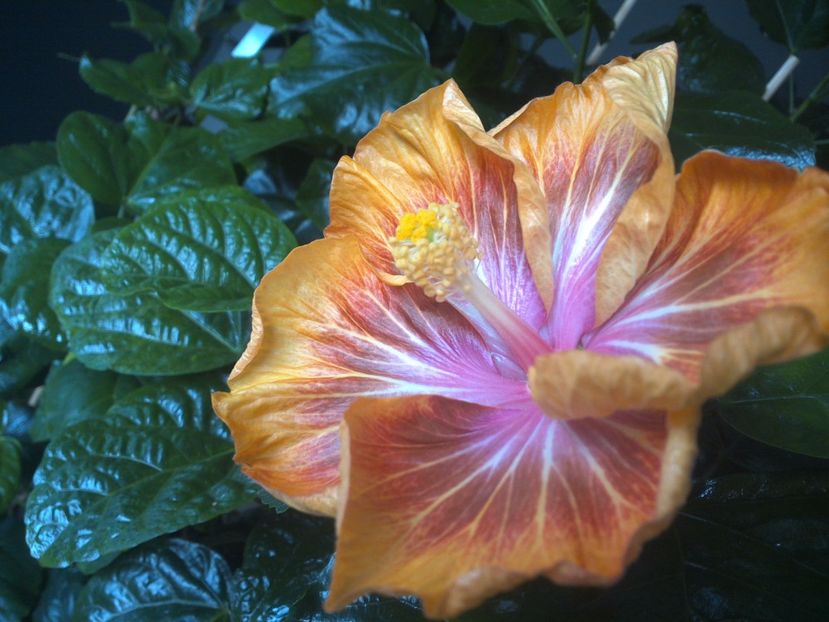 WIN_20171012_085113 - Jeanette Elliff