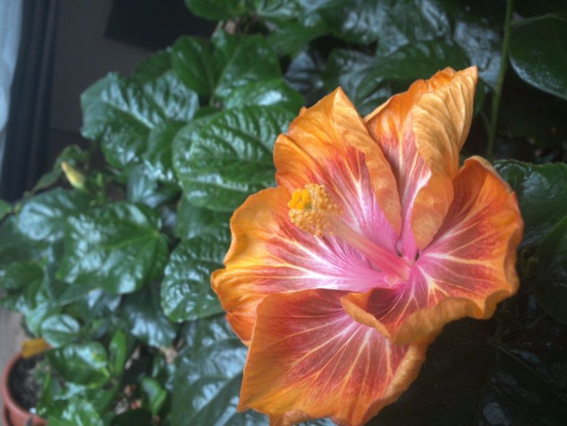 WIN_20171012_085117 - Jeanette Elliff