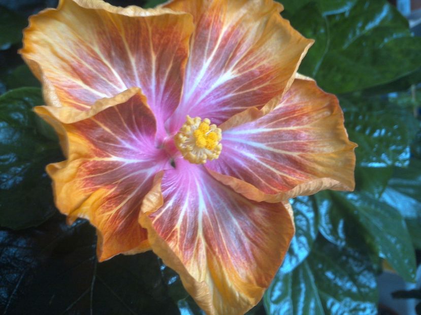 WIN_20171012_085327 - Jeanette Elliff