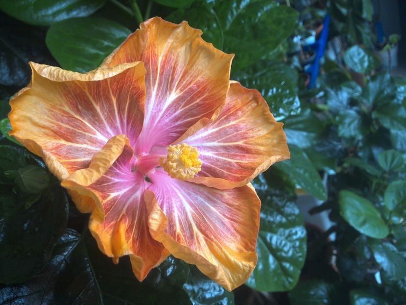 WIN_20171012_085334 - Jeanette Elliff