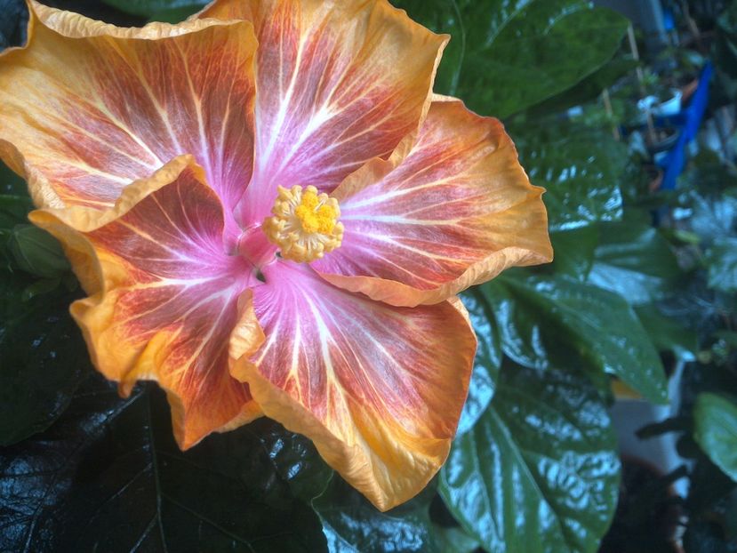 WIN_20171012_085341 - Jeanette Elliff