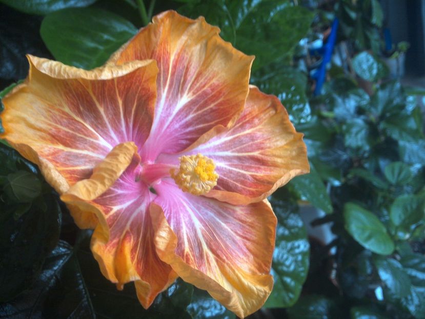 WIN_20171012_085345 - Jeanette Elliff