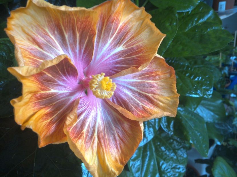 WIN_20171012_092805 - Jeanette Elliff