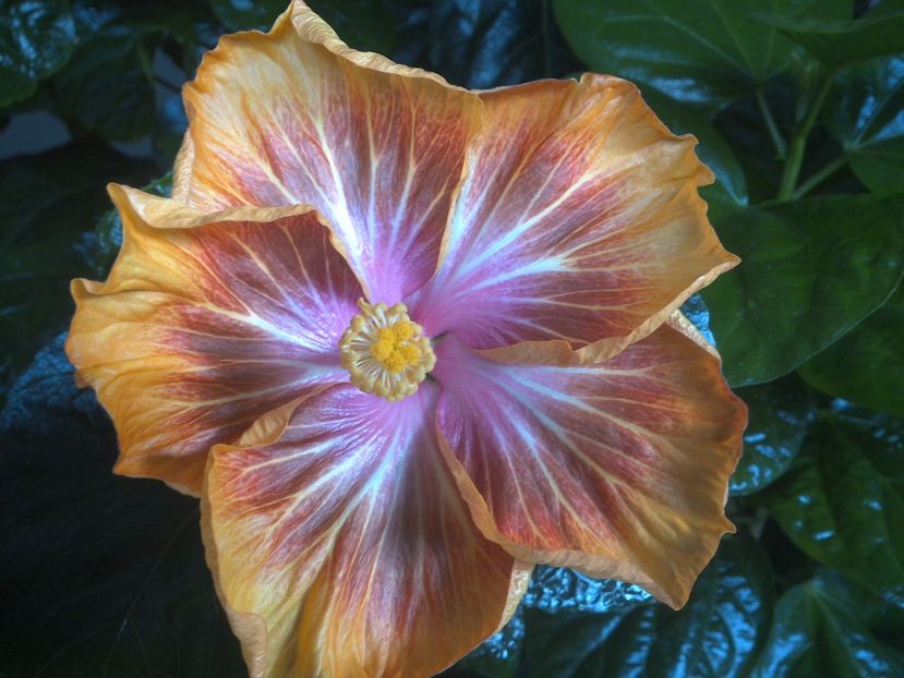 WIN_20171012_092811 - Jeanette Elliff