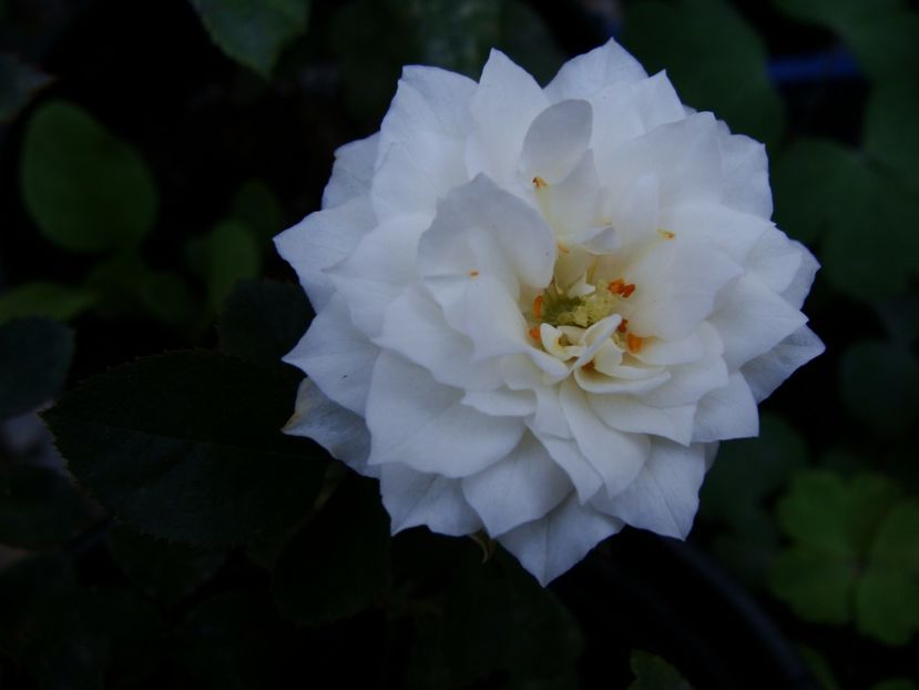 Baby 2- 2017 - Trandafiri din seminte - experiment 2016-2017