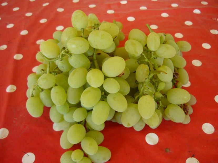 P1030059 - struguri de masa