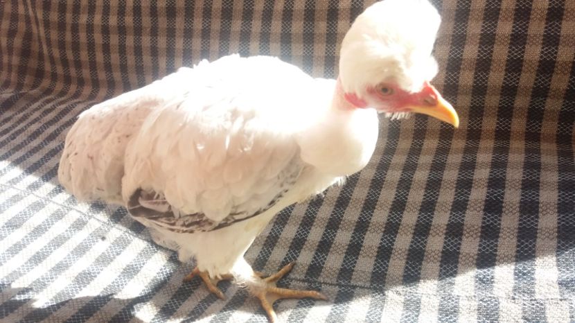  - Pui motati 2017 seria 2