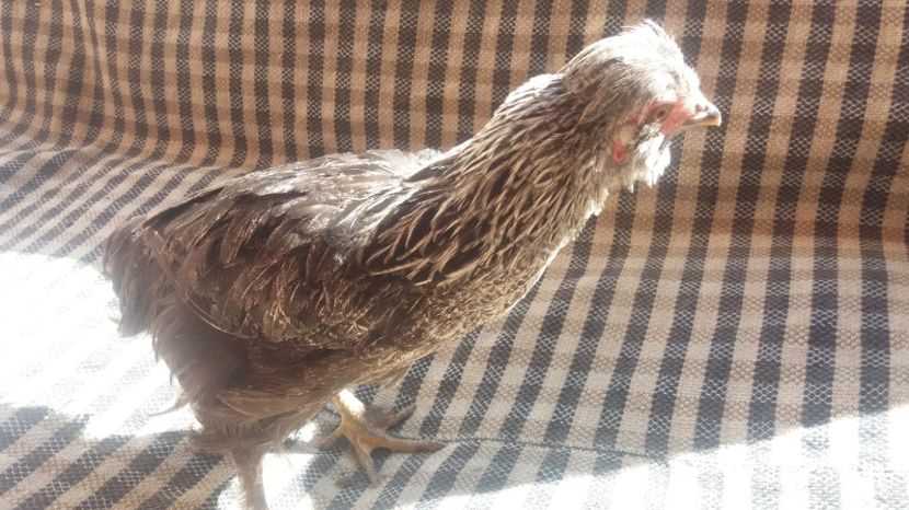  - Pui motati 2017 seria 2