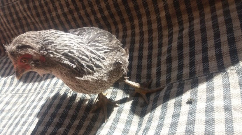  - Pui motati 2017 seria 2