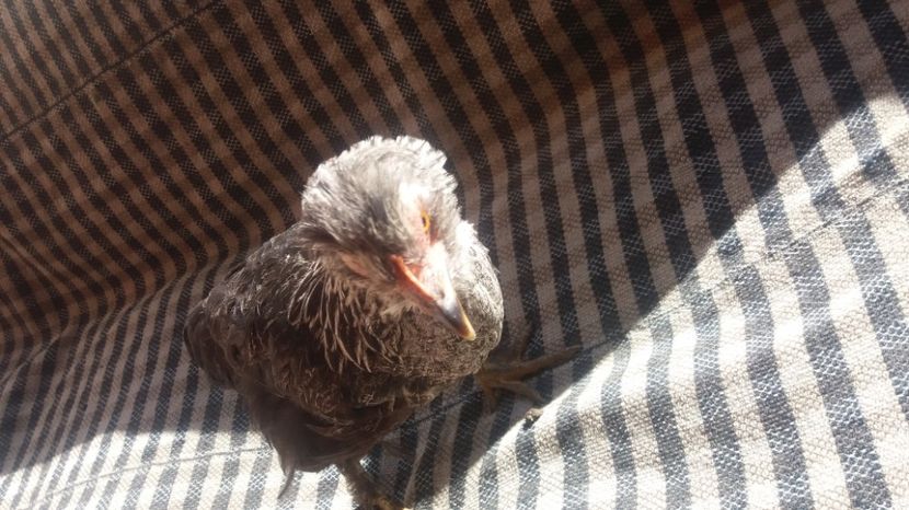  - Pui motati 2017 seria 2