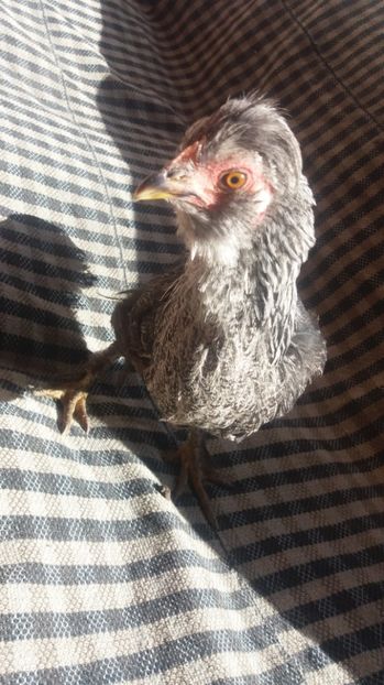  - Pui motati 2017 seria 2