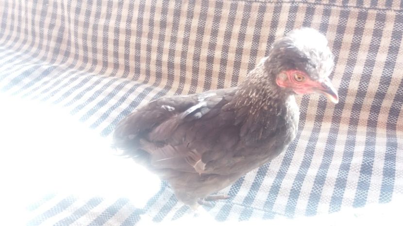  - Pui motati 2017 seria 2