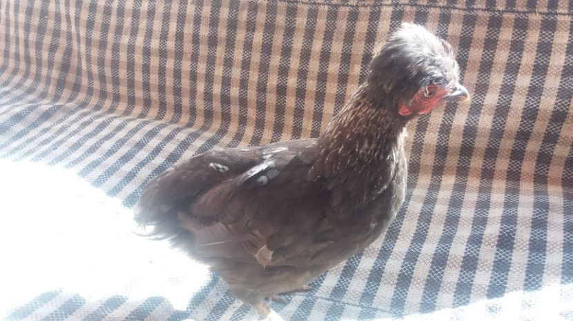  - Pui motati 2017 seria 2