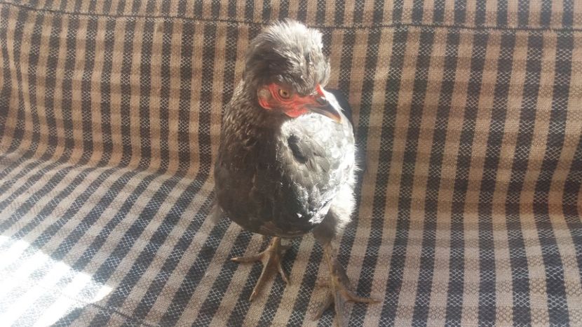  - Pui motati 2017 seria 2