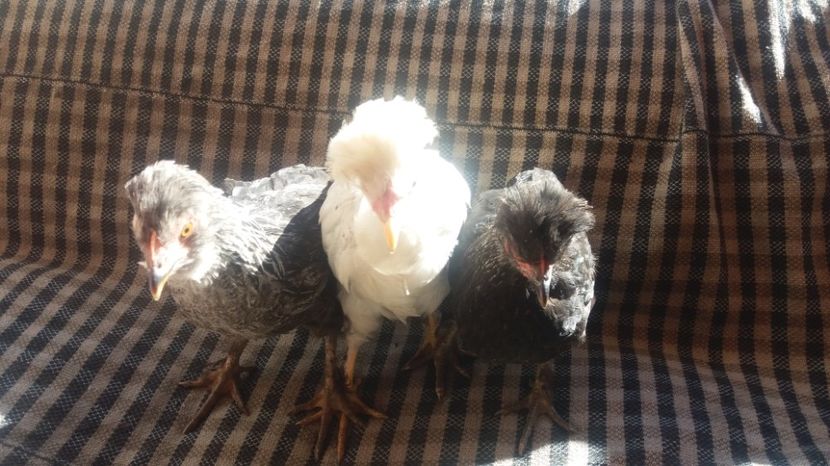  - Pui motati 2017 seria 2