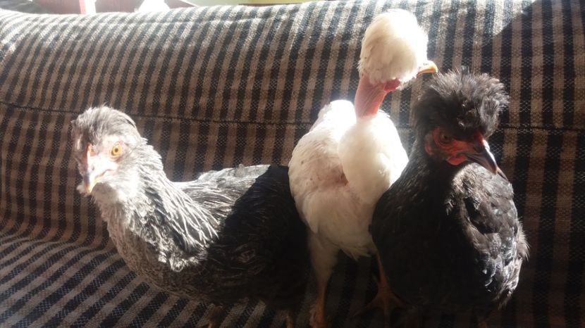  - Pui motati 2017 seria 2