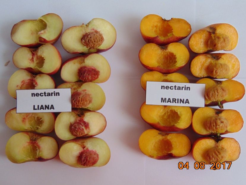 LIANA - MARINA - Piersici si nectarine PLATE