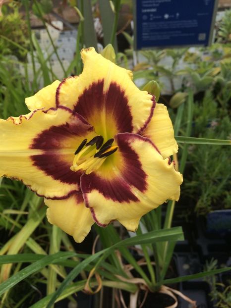 Hemerocallis Hybrid "El Desperado" - X-Flori de toate felurile