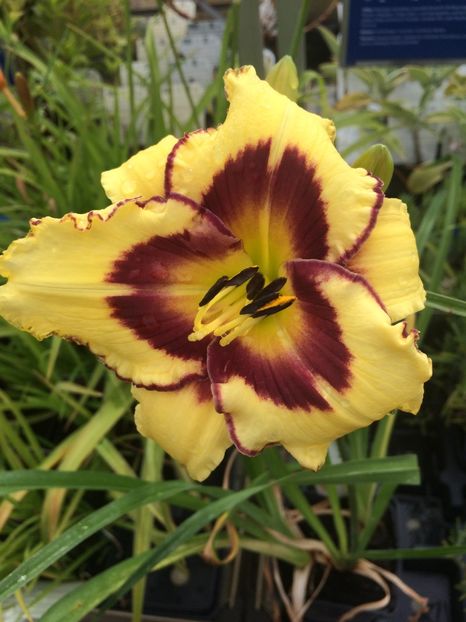 Hemerocallis H El Desperado - X-Flori de toate felurile